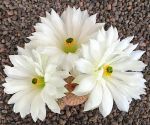 Echinocereus rigidissimus albiflorus