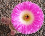 Echinocereus rigidissimus rubispinus