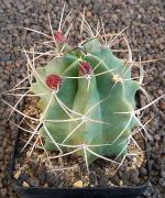 Echinocereus triglochidiatus