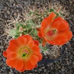 Echinocereus triglochidiatus Fremont