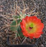 Echinocereus triglochidiatus gonacanthus MAO247