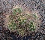 Echinocereus triglochidiatus mojavensis Moab MAO112