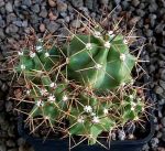 Echinocereus triglochidiatus Salida MAO425