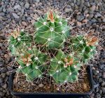 Echinocereus triglochidiatus salida MAO425