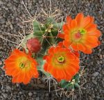 Echinocereus triglochidiatus SB300 Torrance