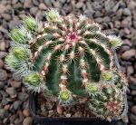 Echinocereus viridiflorus