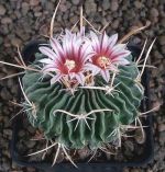 Echinofossulocactus
