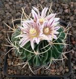 Echinofossulocactus
