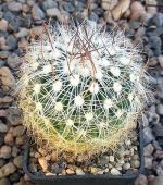 Echinofossulocactus