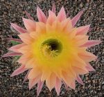 Echinopsis Hybr. Nr. 078