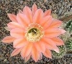 Echinopsis Hybr. Nr. 145