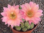 Echinopsis Hybr. Nr. 078