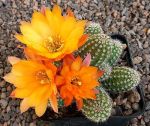 Echinopsis chamaecereus