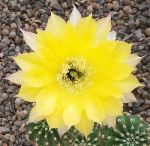 Echinopsis Hybr. Fourty Niner 375