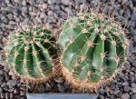 Echinopsis