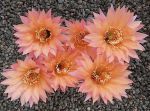 Echinopsis Hybr. Nr. hb619