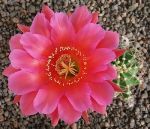 Echinopsis Hybr. Nr. hb46
