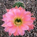 Echinopsis