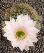 Echinopsis