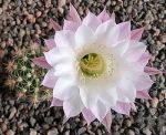 Echinopsis