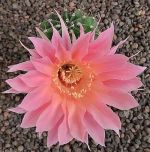 Echinopsis