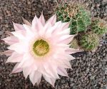 Echinopsis