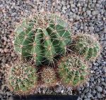 Echinopsis