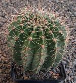 Echinopsis