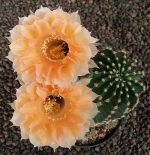Echinopsis Hybr