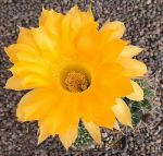 Echinopsis