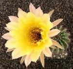 Echinopsis Hybr. Nr. hb39