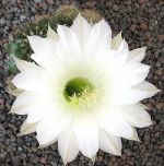 Echinopsis Hybr. Nr. 165