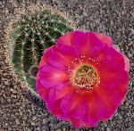 Echinopsis