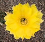 Echinopsis