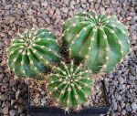 Echinopsis