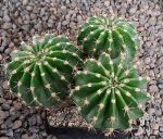 Echinopsis