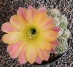Echinopsis Hybr. Nr. hb296