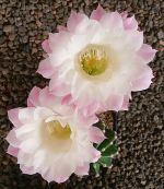 Echinopsis Hybr. Nr. hb300