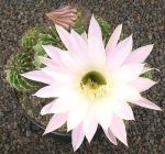 Echinopsis Hybr. Nr. hb333