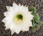 Echinopsis Hybr. Nr. 165