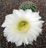Echinopsis Hybr. Nr. hb39