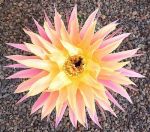 Echinopsis Hybr