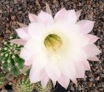 Echinopsis Hybr. Nr. hb333