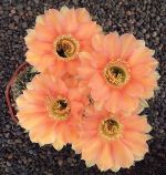 Echinopsis Hybr. Nr. hb43