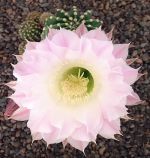 Echinopsis Hybr. Nr. hb333