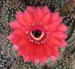 Echinopsis Hybr. Nr. hb46