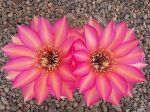 Echinopsis Hybr