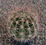 Echinopsis leucantha