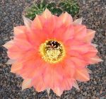 Echinopsis Hybr. Rheingold 242 Pik As