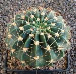 Echinopsis rojasii